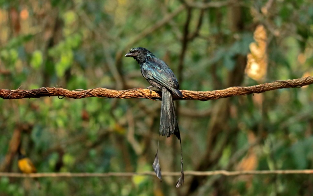 Perching Birds